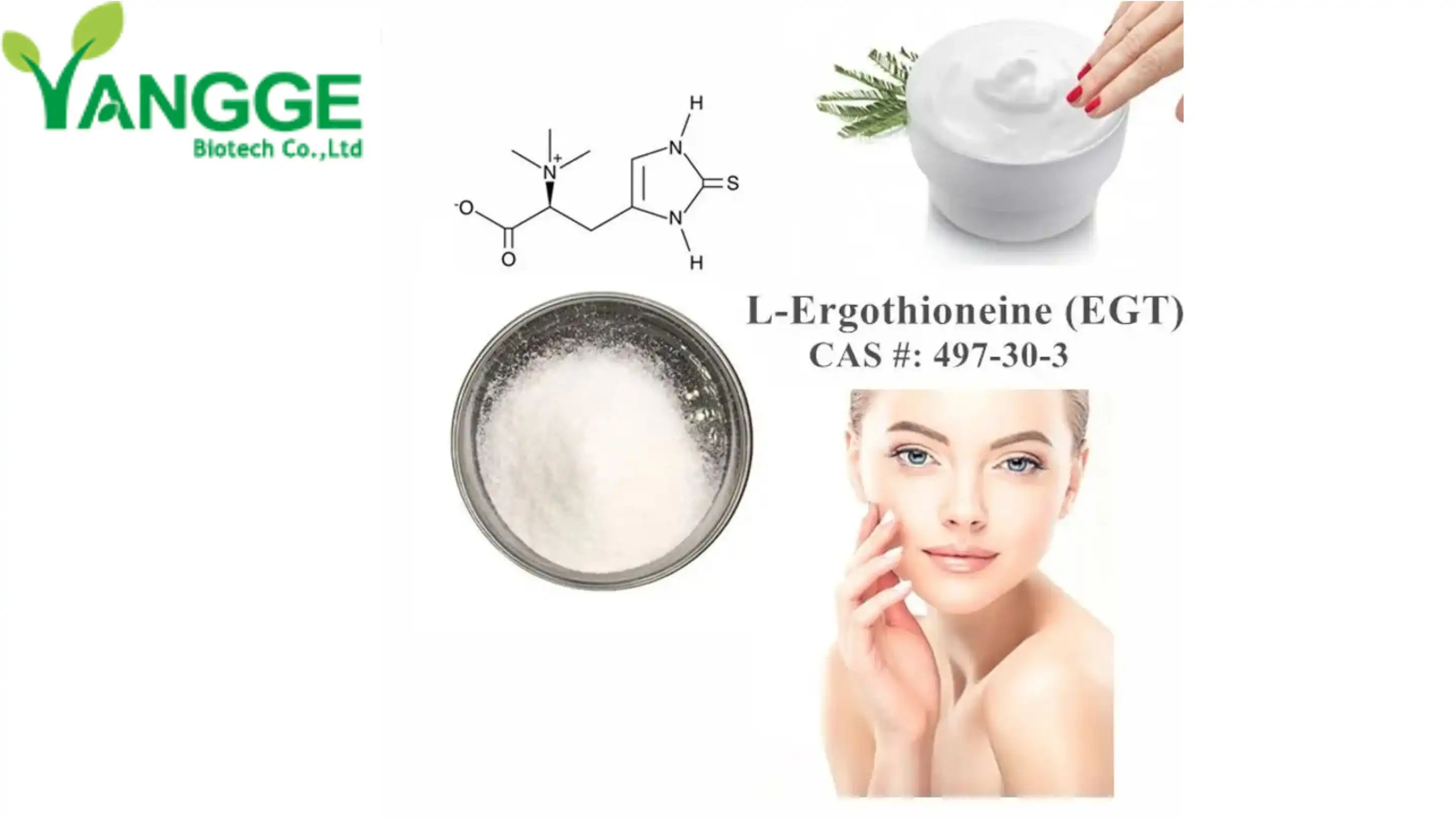 Ergothioneine Powder Ergothioneine Powder